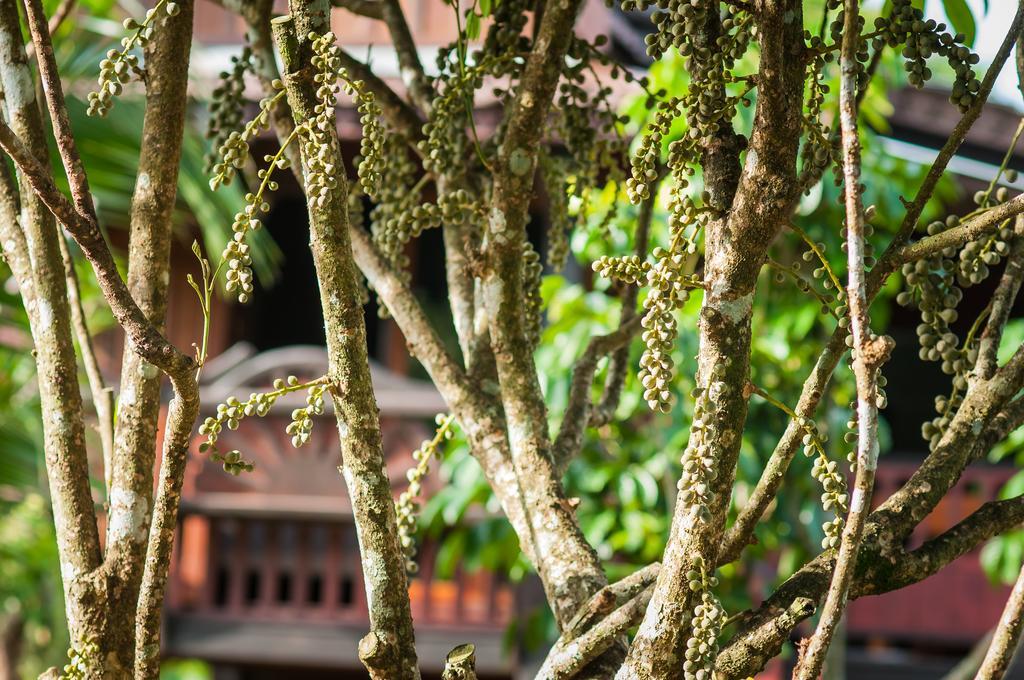 Tum Baan Suan ตุ่มบ้านสวน Chanthaburi Exterior foto